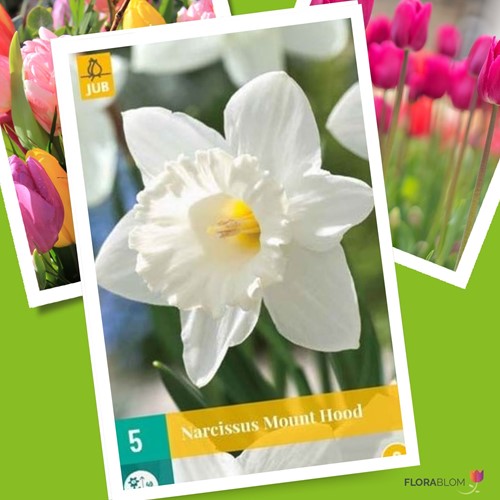 Daffodil Mount Hood - Narcissus