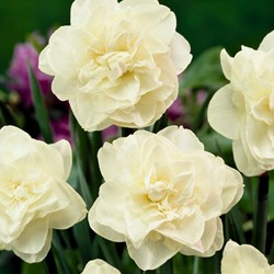 Daffodil Obdam