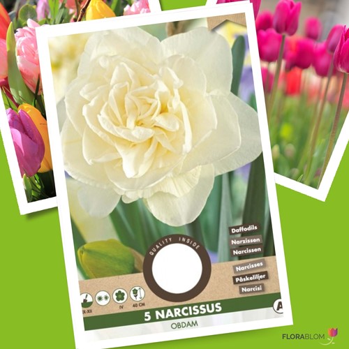 Daffodil Obdam