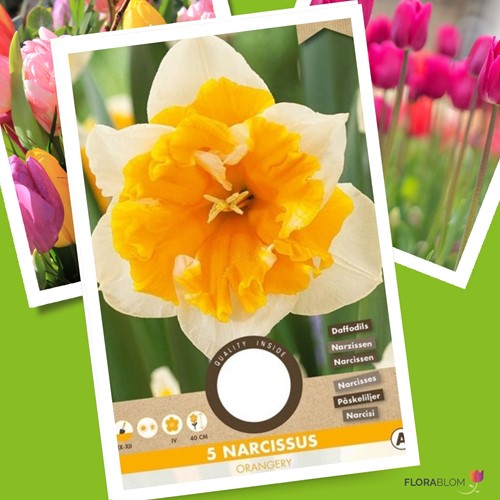 Daffodil Orangery - Narcissus