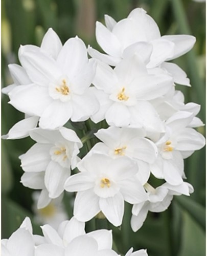 Daffodils Paperwhite (Large Pack)