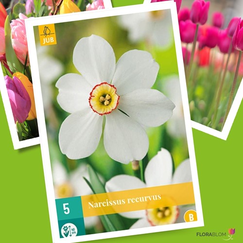 Daffodil Recurvus