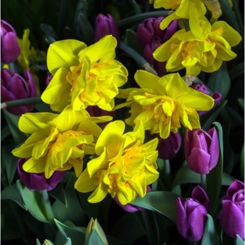 Daffodil Tête a Tête Bouclé