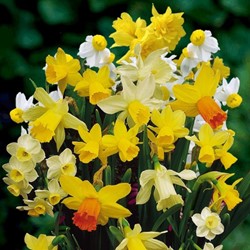 Daffodils Botanical Mix (Large Pack)