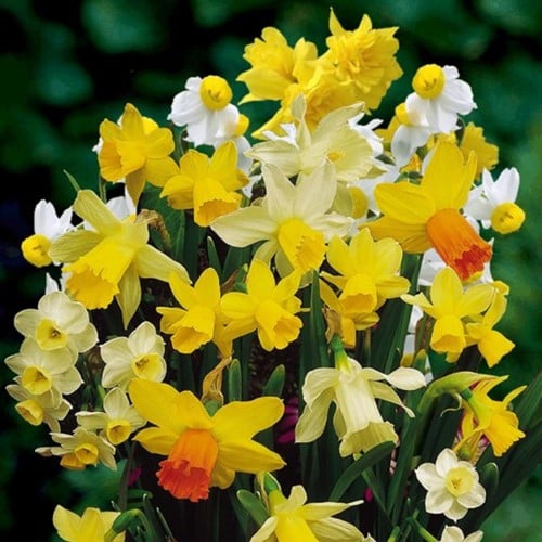 Daffodils Botanical Mix (Large Pack)