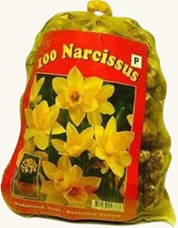 Daffodils Botanical (XL-Pack)