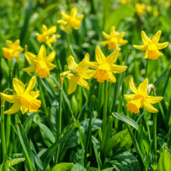 Daffodils Botanical (XL-Pack)