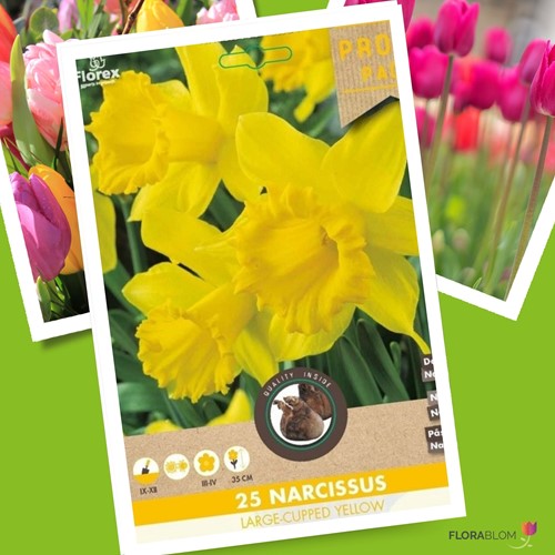 Daffodils Large Cupped Yellow