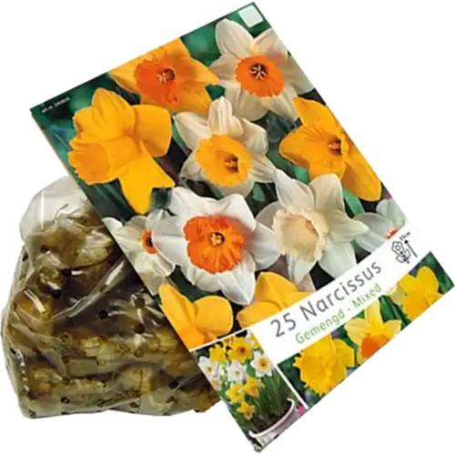 Daffodils Large Flowering Mix