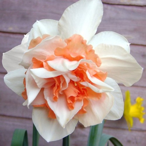 Daffodils Replete (Large Pack)