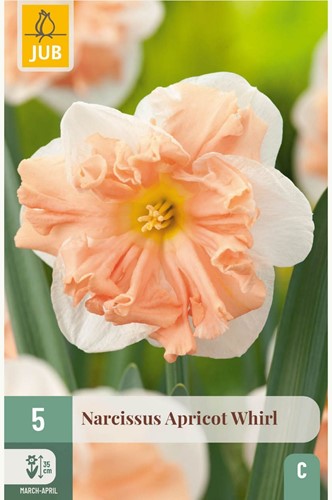 Narcissus Apricot Whirl - Daffodil