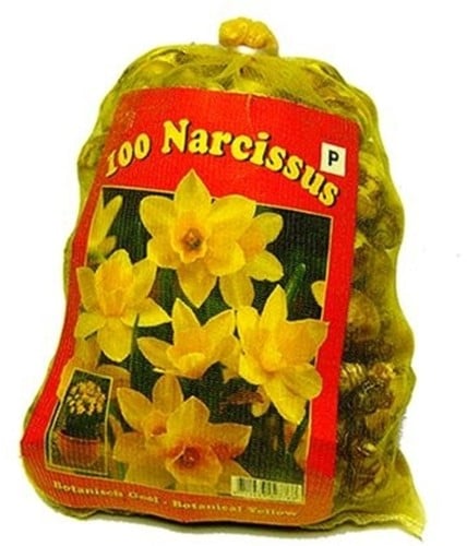 Daffodils Fantasy Mix XL-Pack