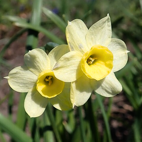 Daffodil Minnow