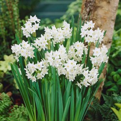 Daffodils Paperwhite (Large Pack)