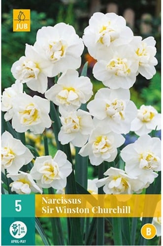 Daffodil Sir Winston Churchill