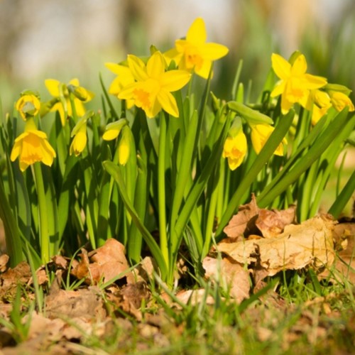 Daffodils Tete a Tete (XL-Pack)