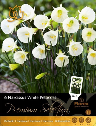 Daffodil White Petticoat