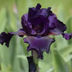 Iris Germanica Night Owl - Bearded Iris