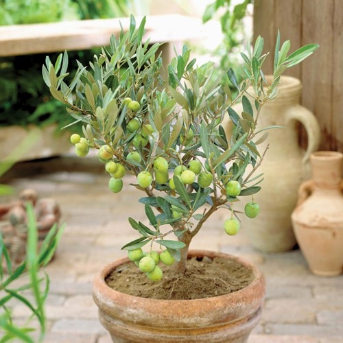 Olive tree - Olea europaea