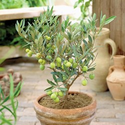 Olive - Olea europaea (2-pack)