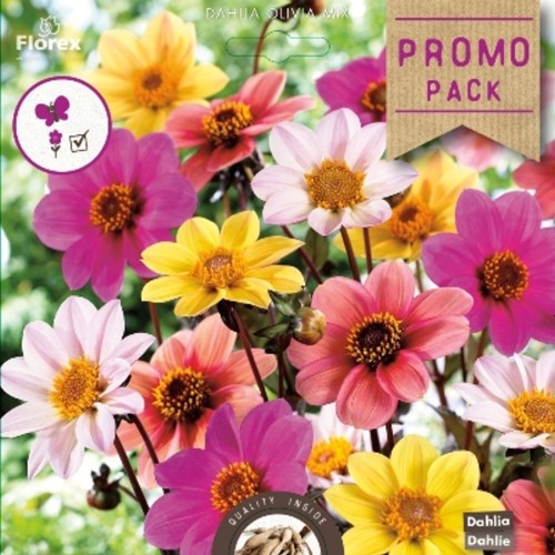 Dahlia Happy Single Olivia Mix