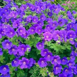 Cranesbill Johnson's Blue - Geranium (Six-pack)