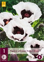 Papaver orientale Perry's White - Klaproos-2