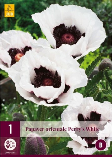 Papaver orientale Perry's White - Klaproos-2