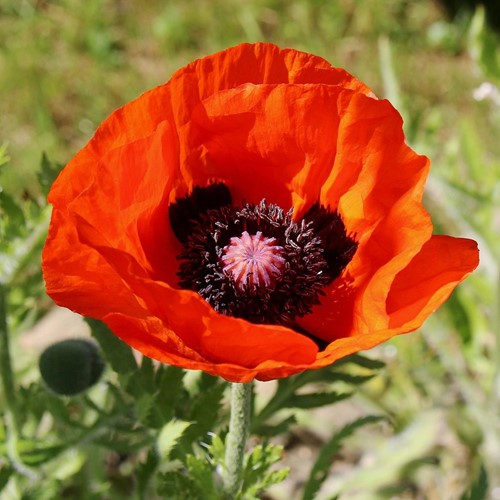 Oriental Poppy