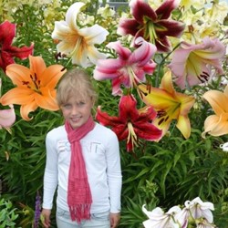 40x Original Tree-Lily Mix (Large Pack)