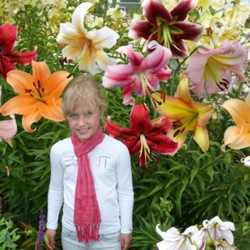 40x Original Tree-Lily Mix (Large Pack)