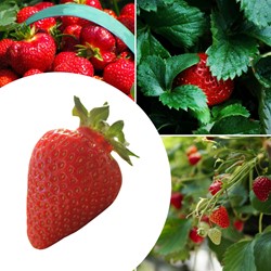 5x Strawberry plants Ostara - Fragaria (garden ready)