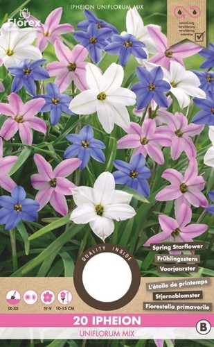 Ipheion Uniflorum Mix – Springstar