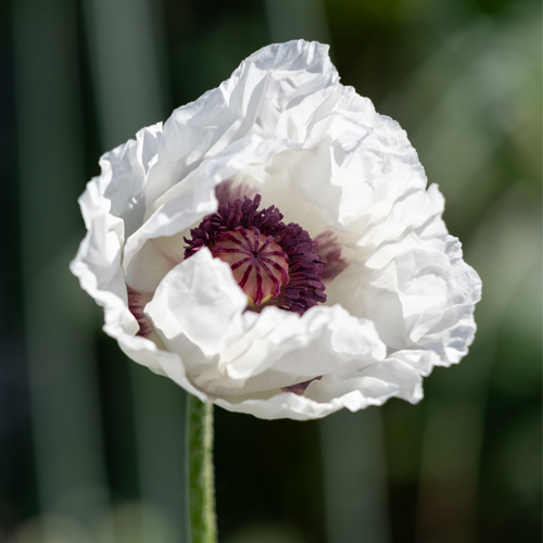 Papaver Orientale Perry's White - Oriental Poppy