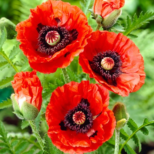 Poppy orientale Rembrandt - Papaver