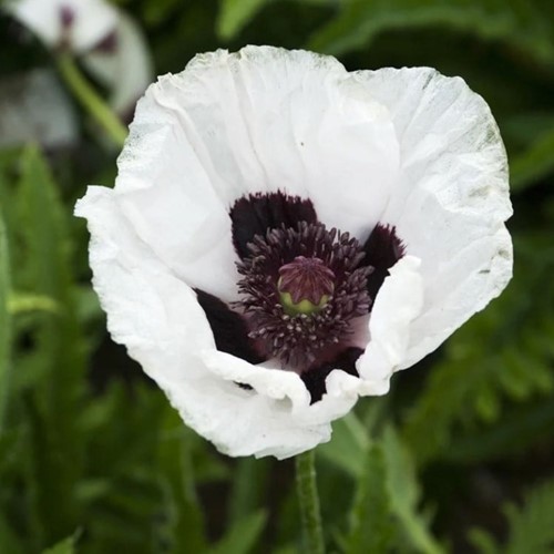 Papaver orientale Royal Wedding – Oosterse klaproos