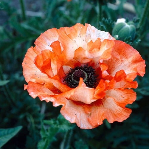 Papaver Picotee