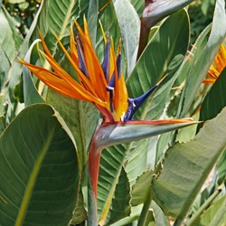 Bird of Paradise or Crane Flower - Strelitzia reginae