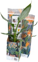 Bird of Paradise or Crane Flower - Strelitzia reginae-2
