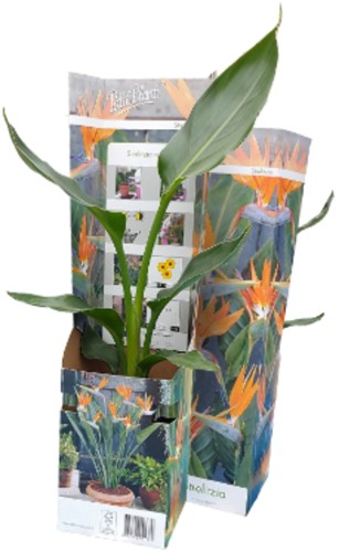 Bird of Paradise or Crane Flower - Strelitzia reginae-2
