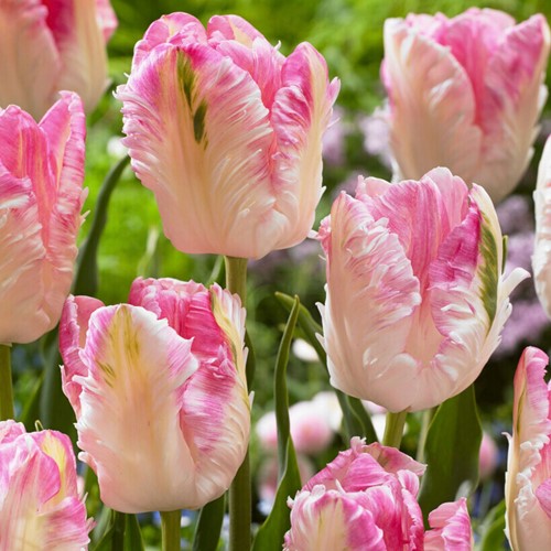 Tulip Cabanna - Tulipa parrot