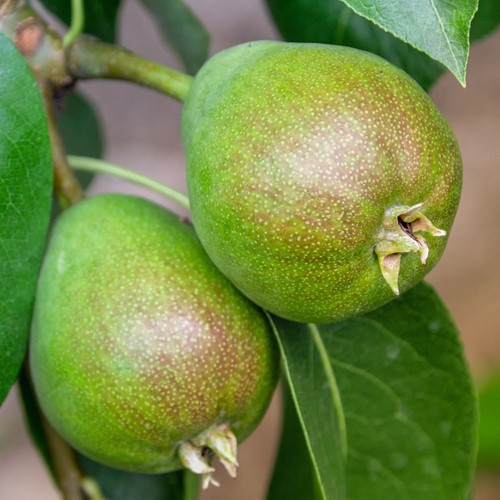 Pear Doyenné du Comice - Pyrus communis