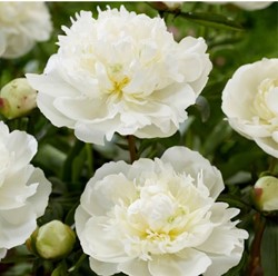 Paeonia Duchesse de Nemours - Peony white