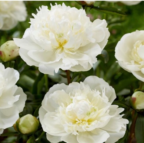 Paeonia Duchesse de Nemours - Peony white