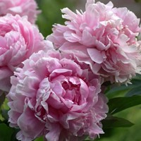Paeonia LD Sarah Bernhardt - Peony