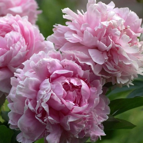 Paeonia LD Sarah Bernhardt - Peony