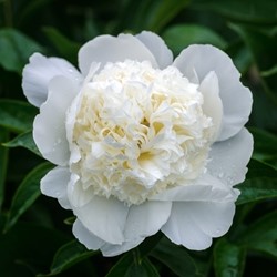 Peony White - Paeonia