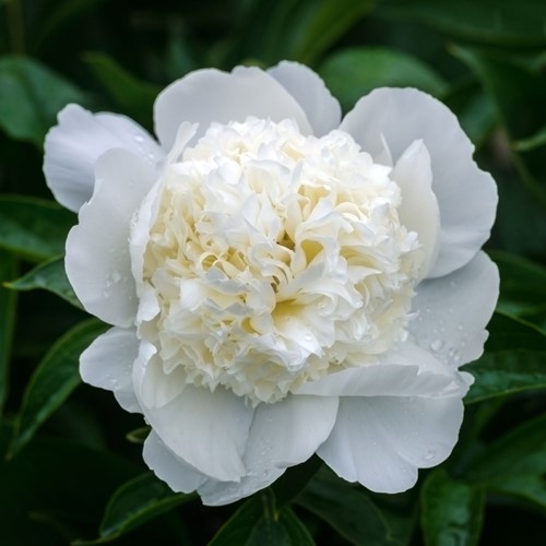 Peony White - Paeonia