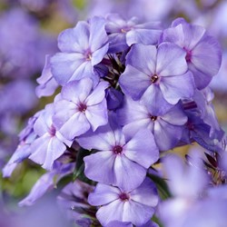 Phlox paniculata Blue Paradise