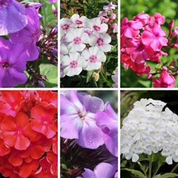 Phlox Paniculata mix Vlambloem (Sixpack)